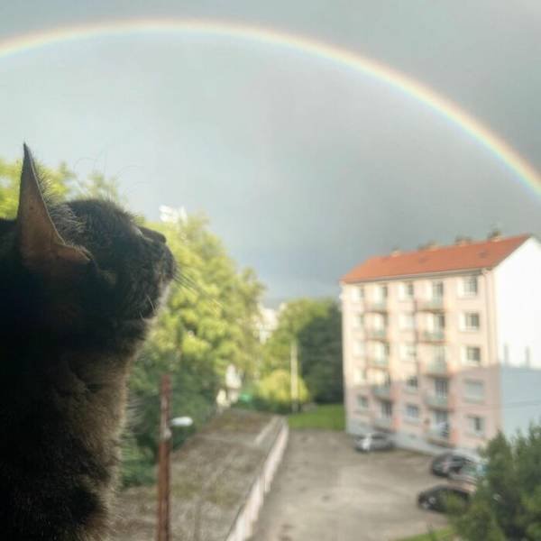 This Cat Loves Adventures (28 pics)