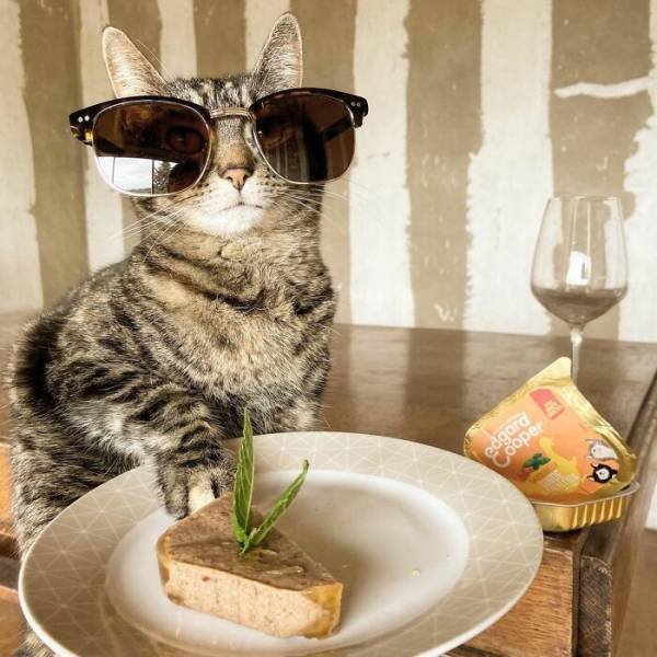 This Cat Loves Adventures (28 pics)