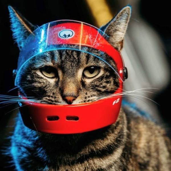 This Cat Loves Adventures (28 pics)