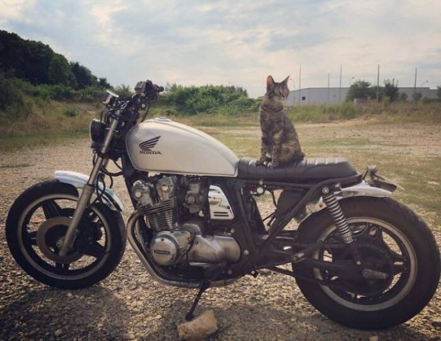 This Cat Loves Adventures (28 pics)