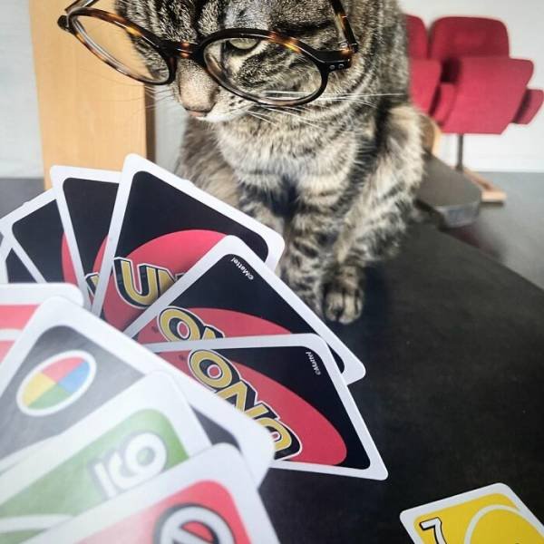 This Cat Loves Adventures (28 pics)