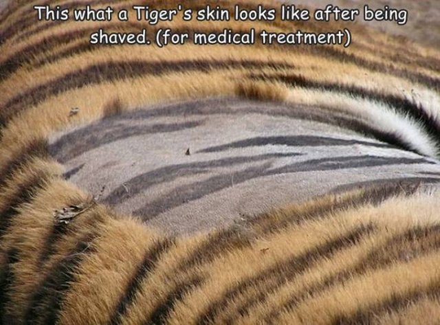 Acid Picdump 1 (88 pics)