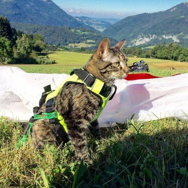 This Cat Loves Adventures (28 pics)