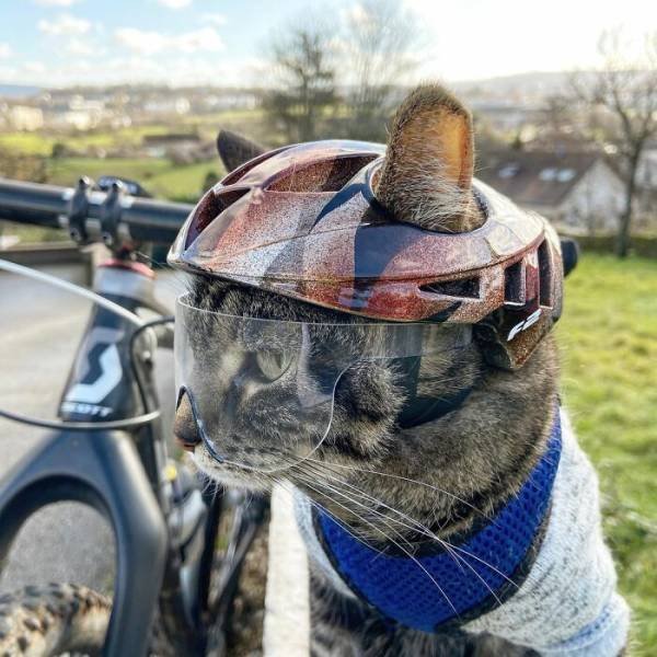 This Cat Loves Adventures (28 pics)