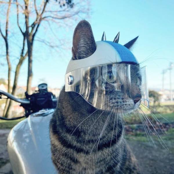 This Cat Loves Adventures (28 pics)