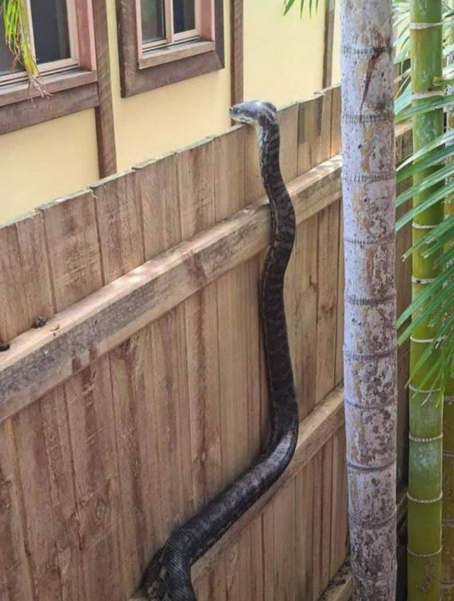 Acid Picdump 1 (88 pics)