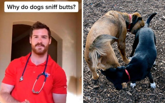 Veterinarian Shares Pet Care Tips (29 pics)