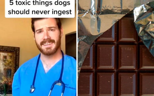Veterinarian Shares Pet Care Tips (29 pics)