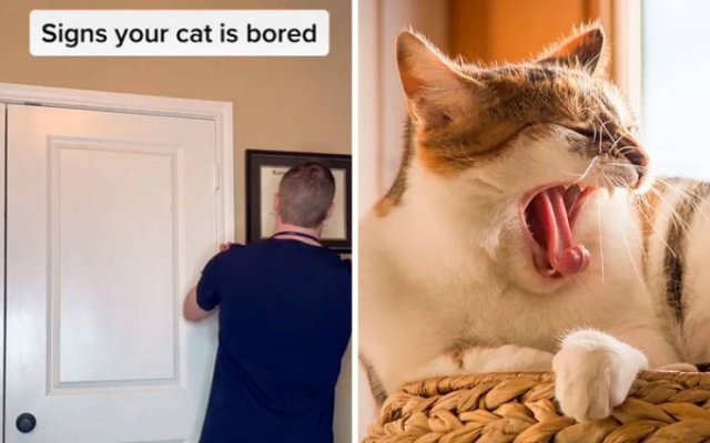 Veterinarian Shares Pet Care Tips (29 pics)