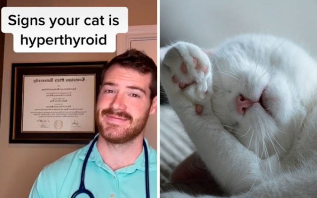 Veterinarian Shares Pet Care Tips (29 pics)