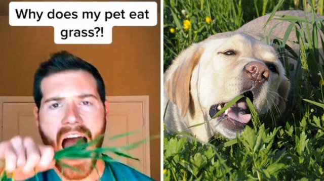 Veterinarian Shares Pet Care Tips (29 pics)