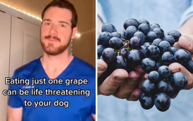 Veterinarian Shares Pet Care Tips (29 pics)