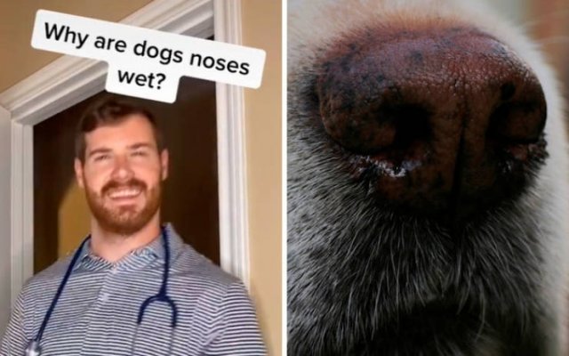 Veterinarian Shares Pet Care Tips (29 pics)
