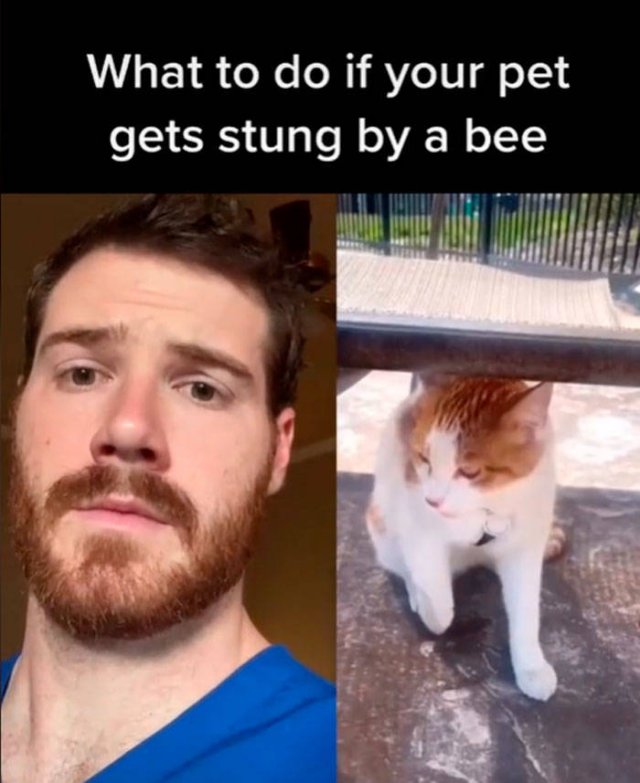 Veterinarian Shares Pet Care Tips (29 pics)