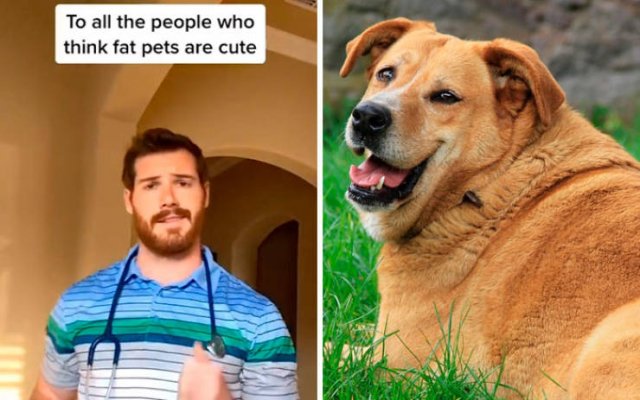 Veterinarian Shares Pet Care Tips (29 pics)