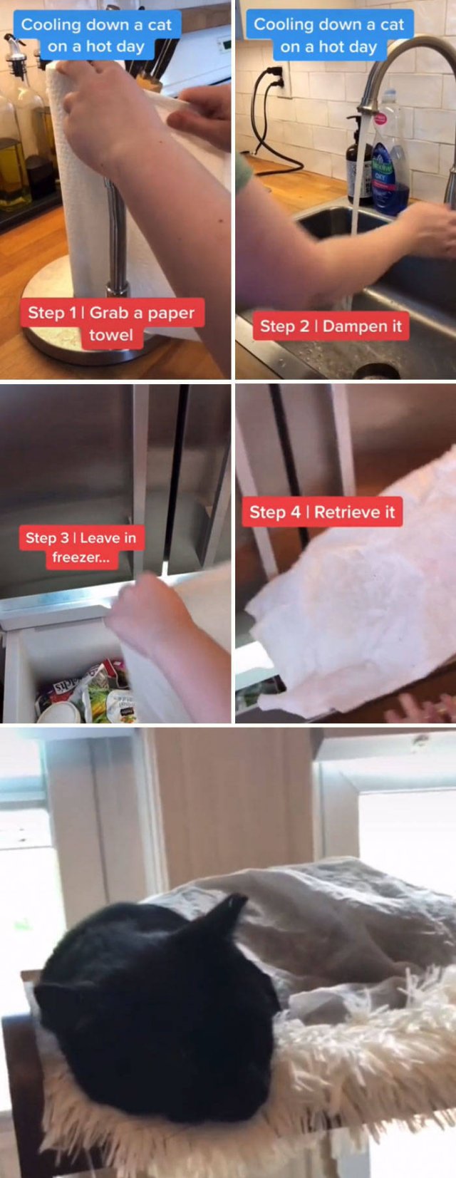 Veterinarian Shares Pet Care Tips (29 pics)