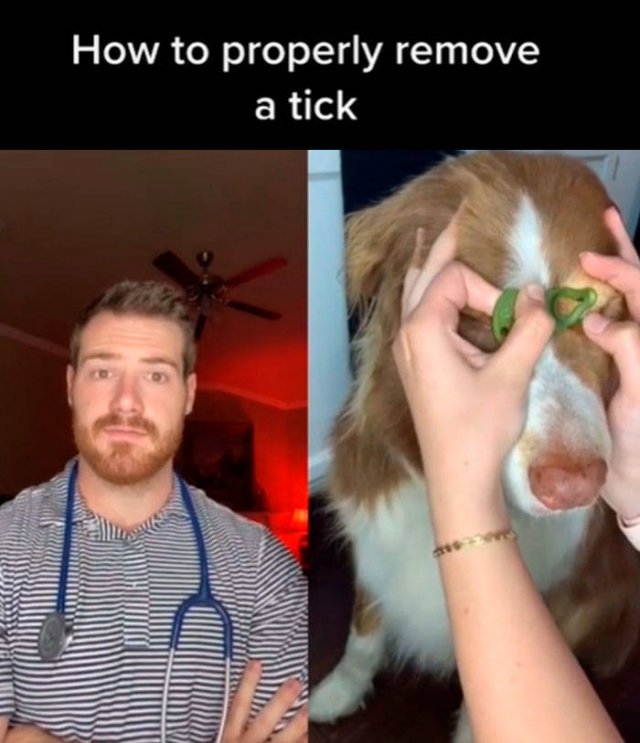 Veterinarian Shares Pet Care Tips (29 pics)