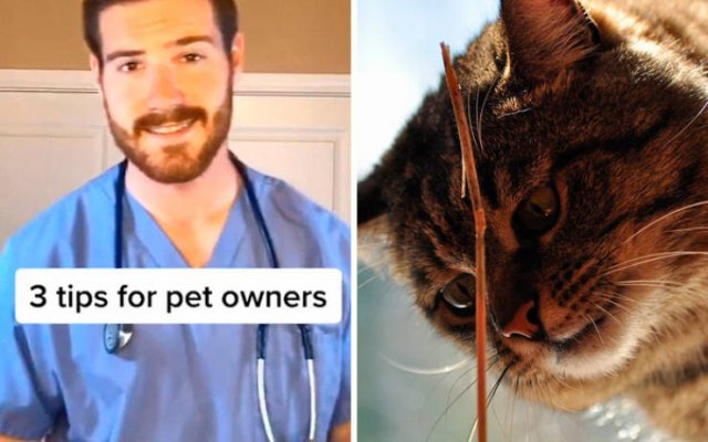 Veterinarian Shares Pet Care Tips (29 pics)