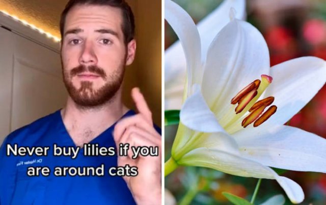 Veterinarian Shares Pet Care Tips (29 pics)