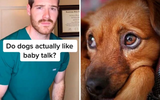 Veterinarian Shares Pet Care Tips (29 pics)