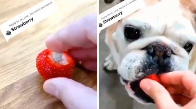 Veterinarian Shares Pet Care Tips (29 pics)