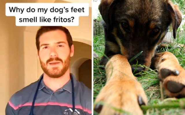 Veterinarian Shares Pet Care Tips (29 pics)