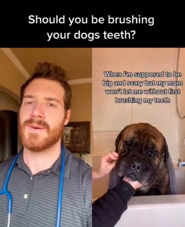 Veterinarian Shares Pet Care Tips (29 pics)