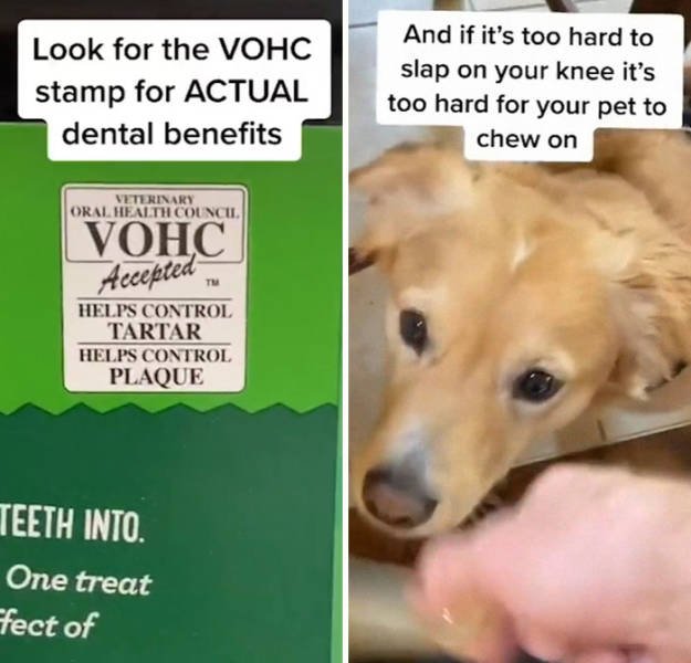 Veterinarian Shares Pet Care Tips (29 pics)