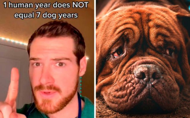 Veterinarian Shares Pet Care Tips (29 pics)