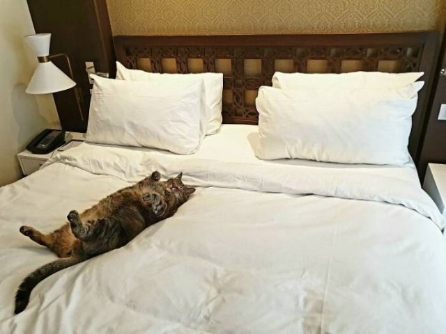 Spoiled Cats (50 pics)