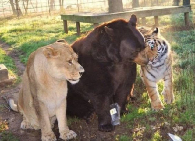 Acid Picdump 1 (82 pics)
