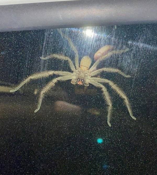 This Is Arachnophobia (29 pics)