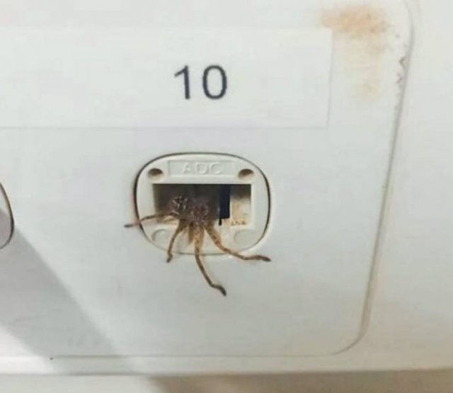 This Is Arachnophobia (29 pics)