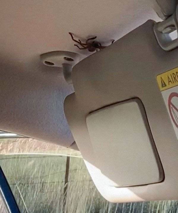 This Is Arachnophobia (29 pics)