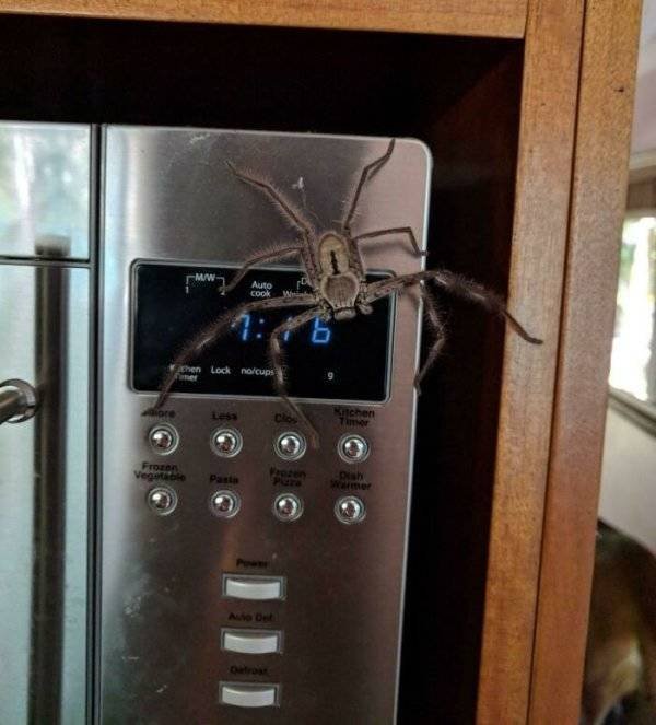 This Is Arachnophobia (29 pics)