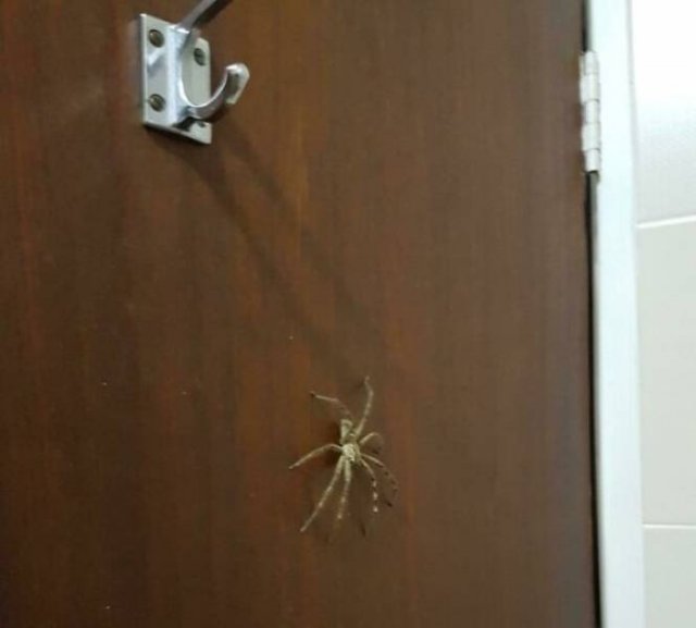 This Is Arachnophobia (29 pics)