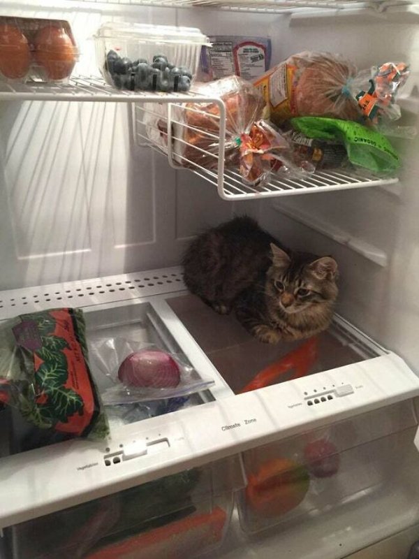 Cat Humor (29 pics)