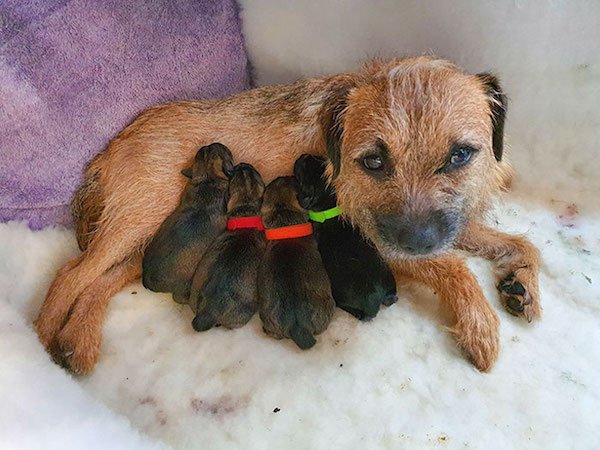 Dogs With Their Puppies (36 pics)