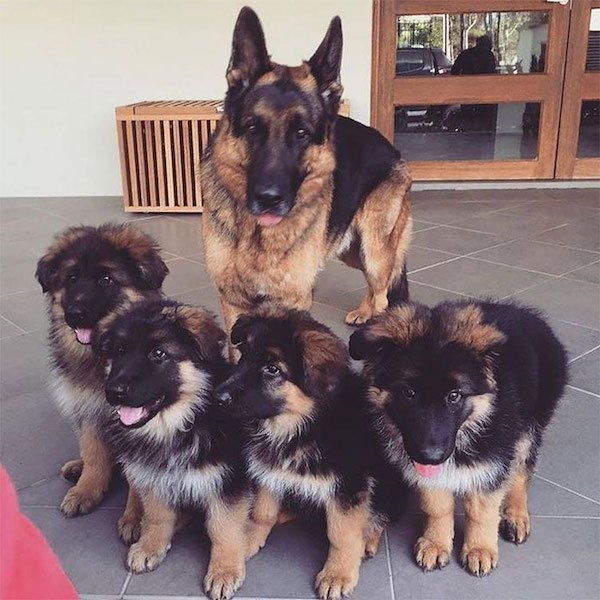 Dogs With Their Puppies (36 pics)
