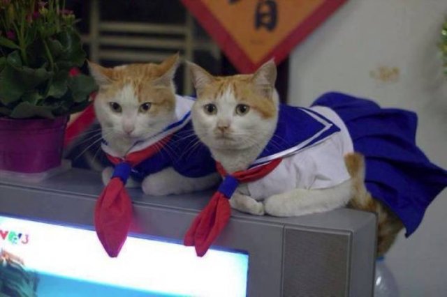 Acid Picdump 1 (84 pics)