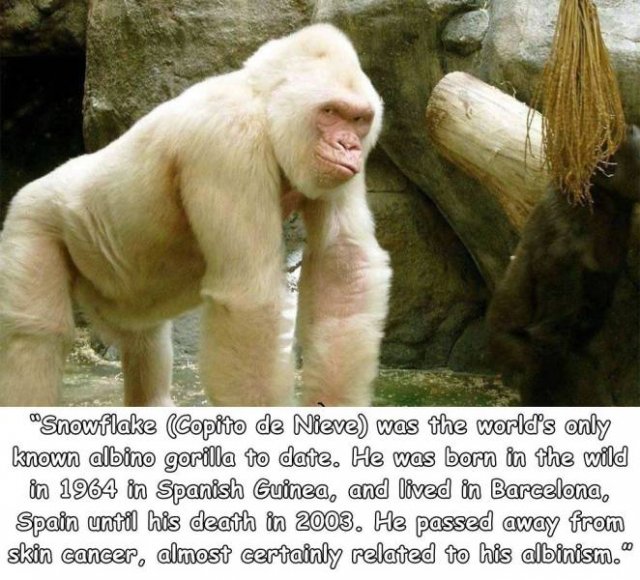 Acid Picdump 1 (84 pics)