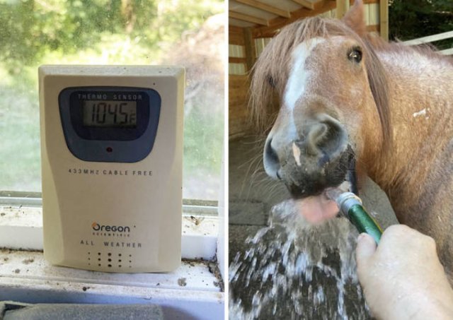 How USA And Canada Survive An Insane Heatwave (31 pics)