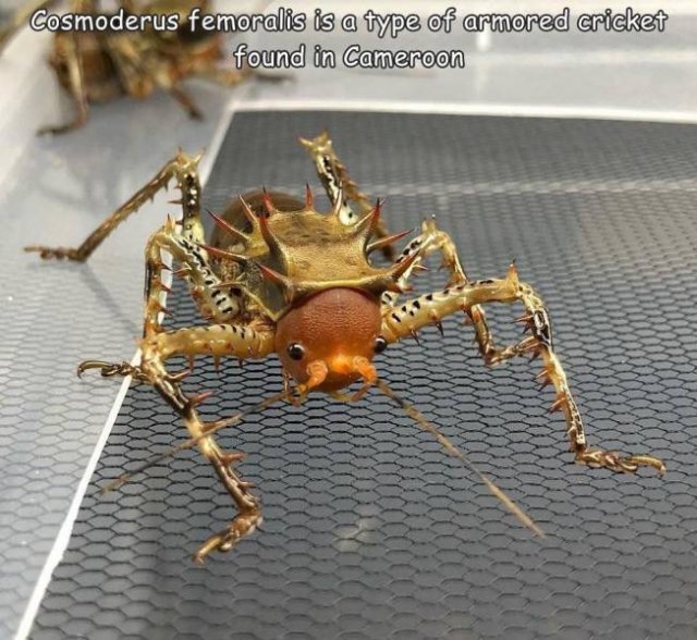 Acid Picdump 2 (82 pics)