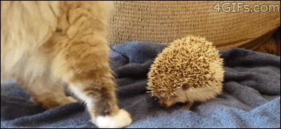 Acid Gifdump, July 2 (25 gifs)