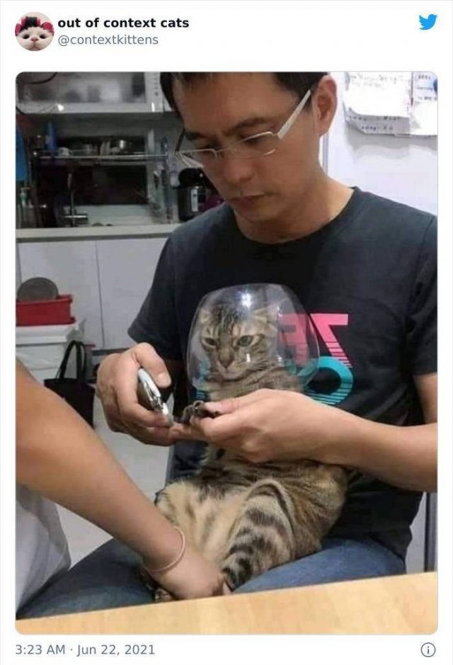 Hilarious Cats (48 pics)