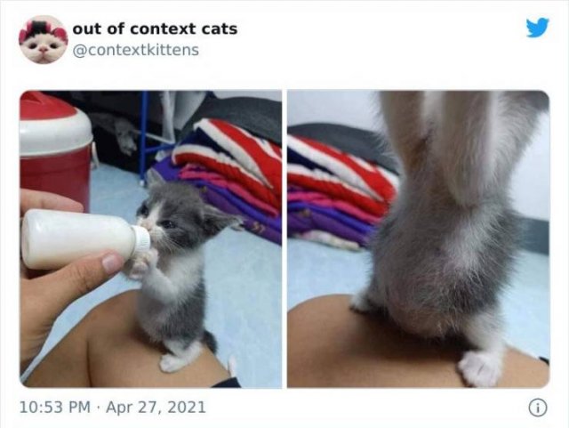 Hilarious Cats (48 pics)