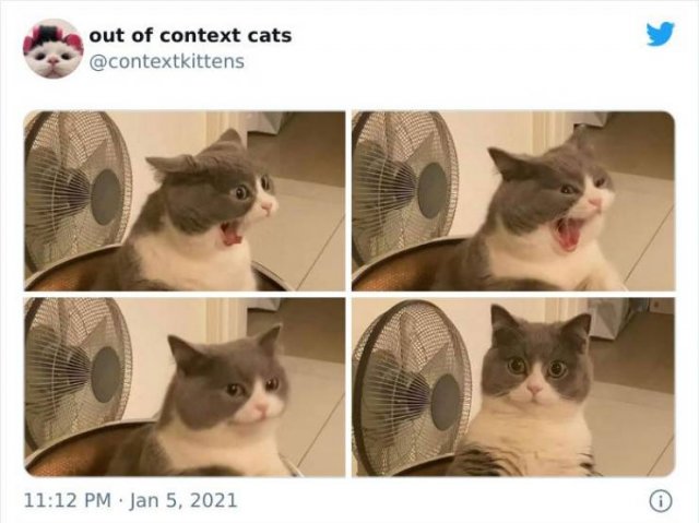 Hilarious Cats (48 pics)