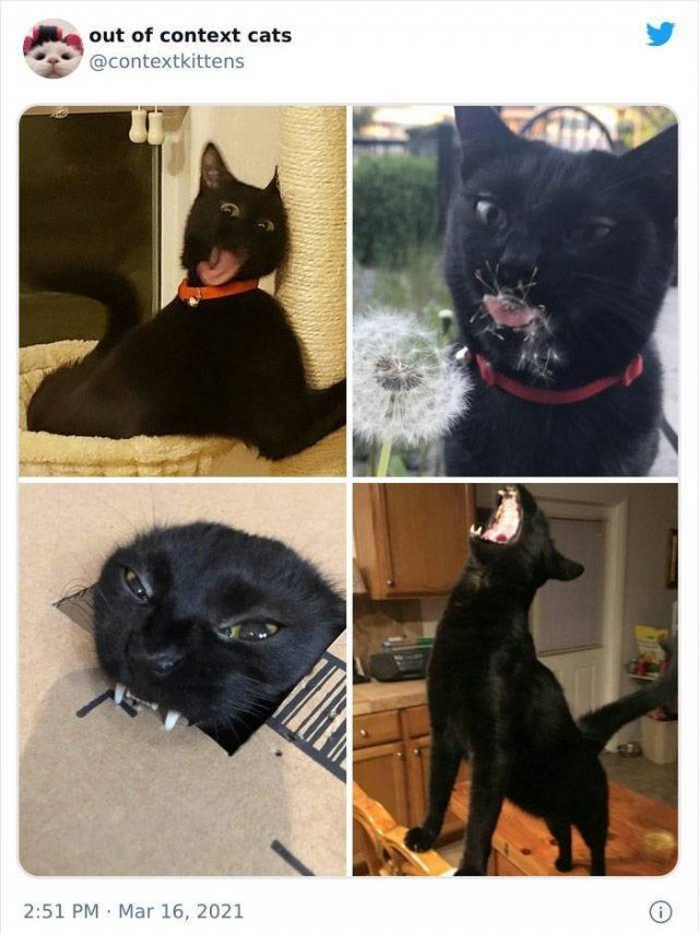 Hilarious Cats (48 pics)