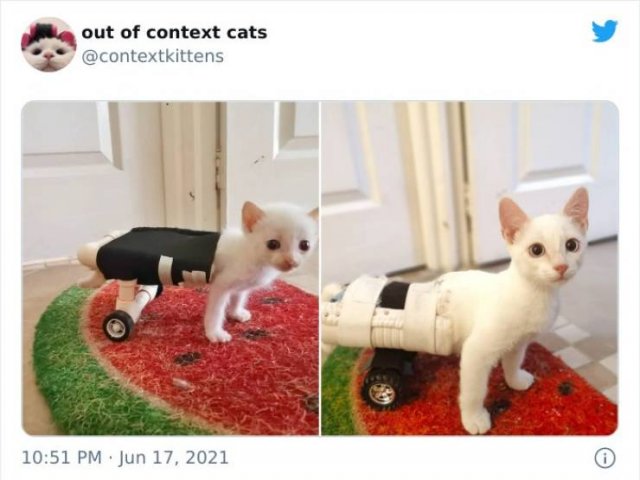 Hilarious Cats (48 pics)