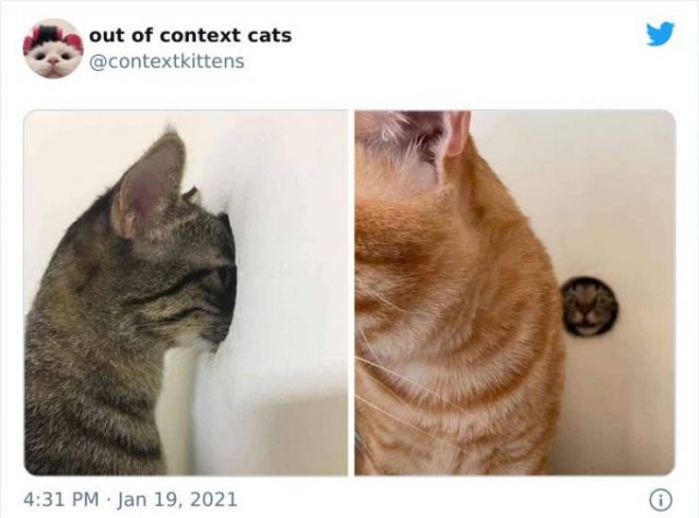 Hilarious Cats (48 pics)